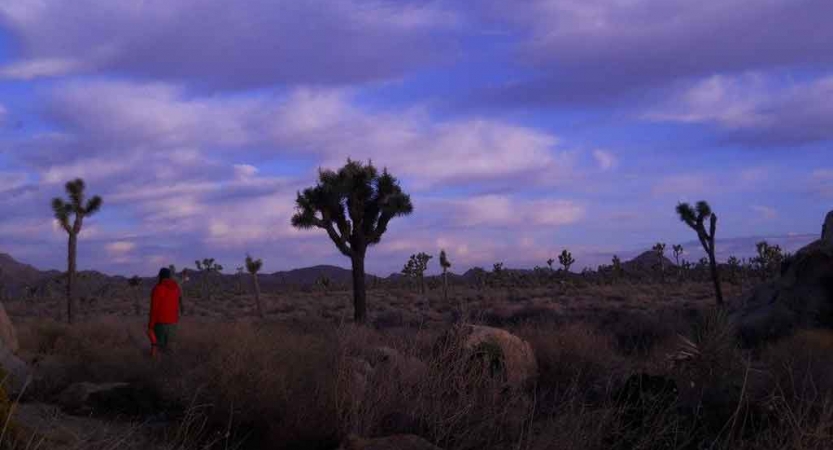 a person stands among joshua trees under a purple sky on an outward bound veterans expedition